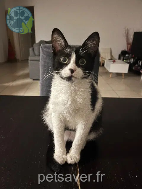 cat lost 31840 Aussonne Panda cat lost 31840 Aussonne Panda
