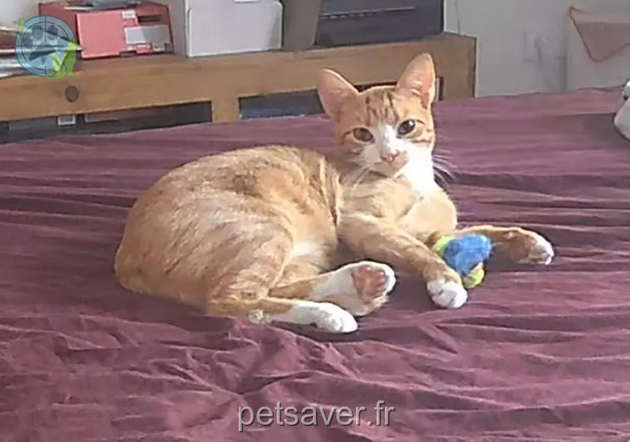 gata perdida Rue Victor Hugo 31150 Bruguières Peach gata lost Rue Victor Hugo 31150 Bruguières Peach