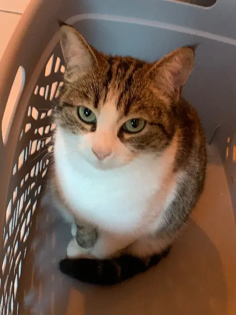 chatte lost   31170 Tournefeuille Pepita