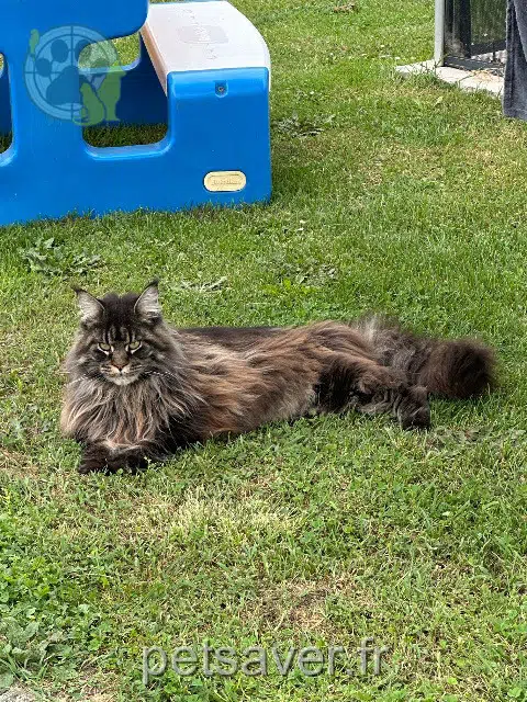 chatte lost   31190 Auterive Perle