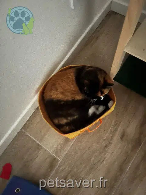 cat lost 31390 Lafitte-Vigordane Petitchat