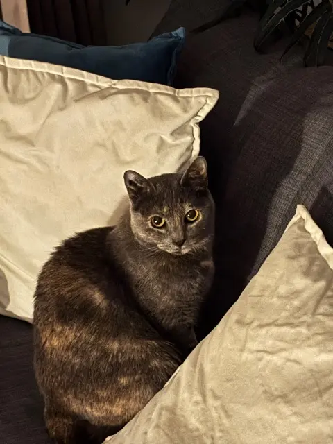 chatte lost   31700 Beauzelle Picouline