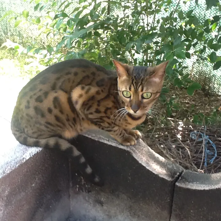 Chatte Perdue 31 Haute-Garonne - Pipuce Chatte Perdue 31 Haute-Garonne - Pipuce