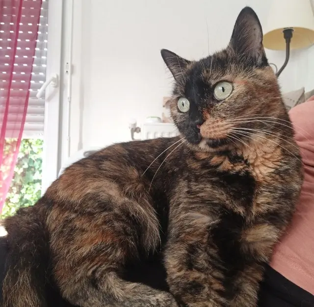 chatte lost   31600 Seysses Pixelle