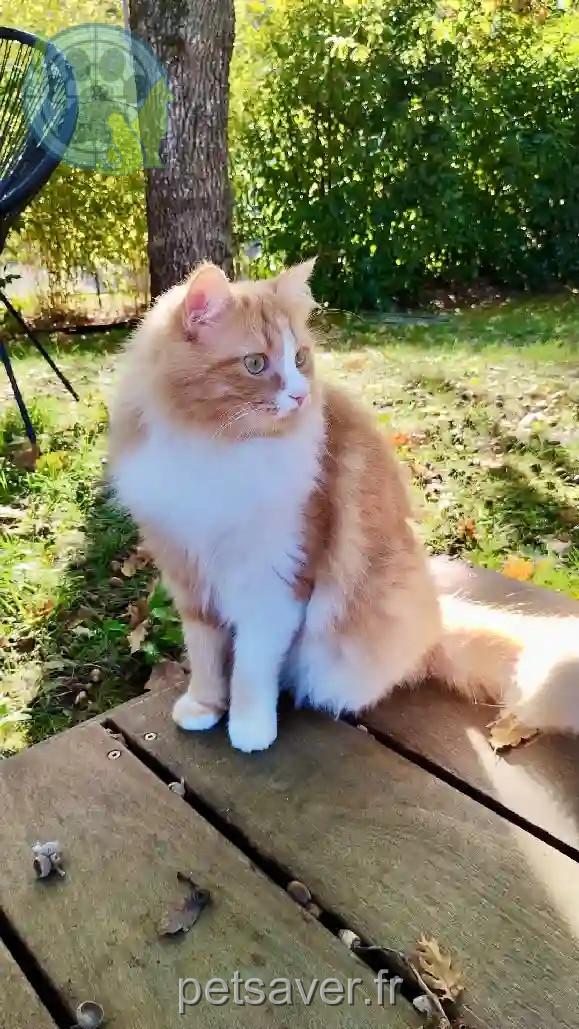 Chatte Perdue 31 Haute-Garonne - Plume Chatte Perdue 31 Haute-Garonne - Plume