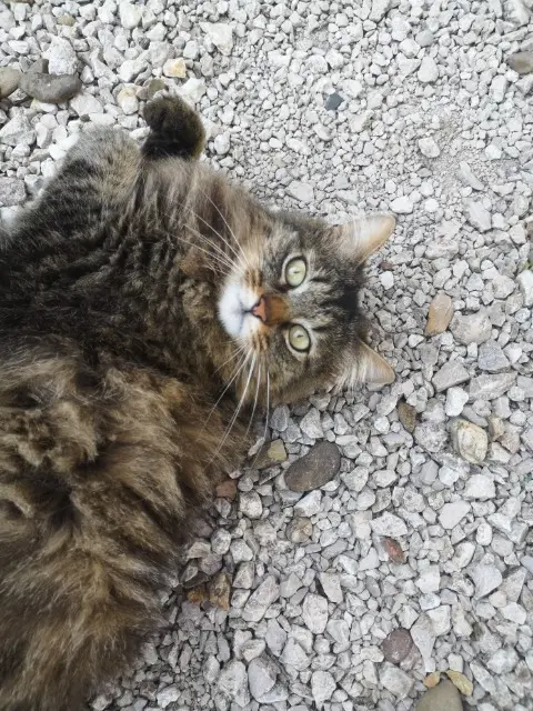 chatte lost   31600 Lherm Plumette