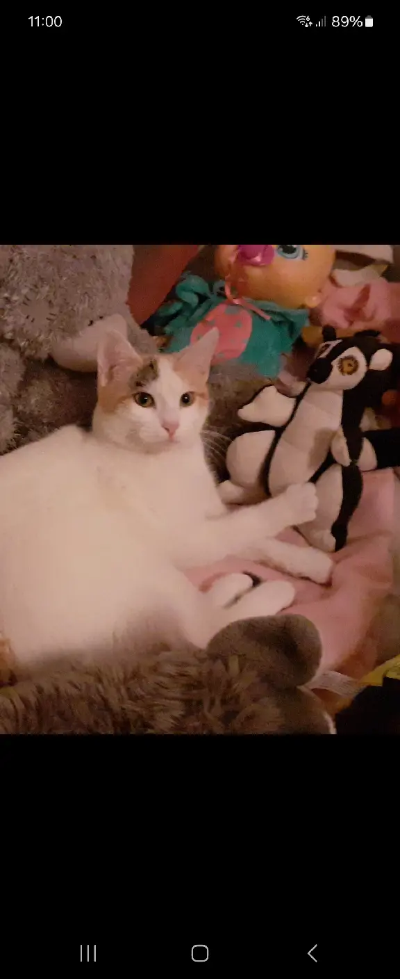 Chatte Perdue 31 Haute-Garonne - Pookie Chatte Perdue 31 Haute-Garonne - Pookie