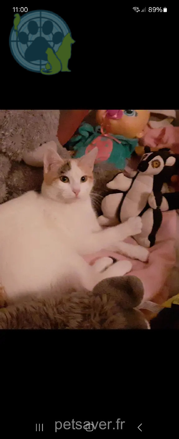Chatte Perdue 31 Haute-Garonne - Pookie Chatte Perdue 31 Haute-Garonne - Pookie