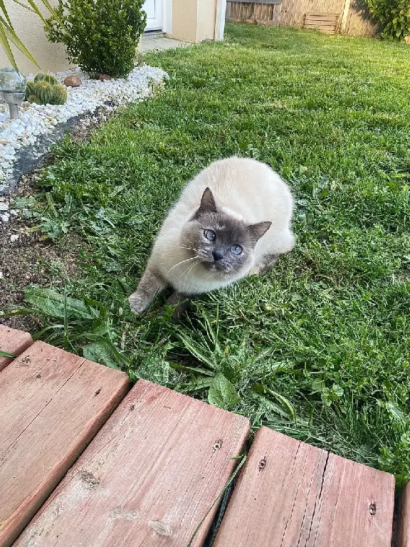 Chatte Perdue 31 Haute-Garonne - Poopeth Chatte Perdue 31 Haute-Garonne - Poopeth