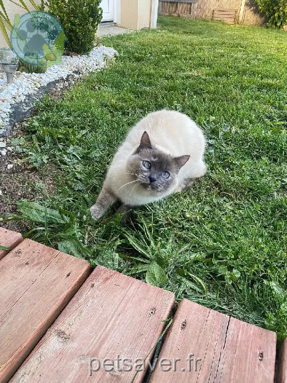 Chatte Perdue 31 Haute-Garonne - Poopeth Chatte Perdue 31 Haute-Garonne - Poopeth