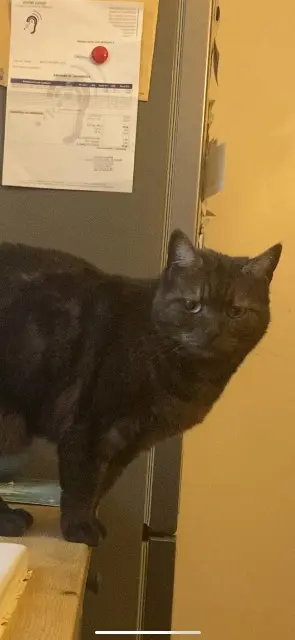 chatte lost   31620 Villaudric Poupi