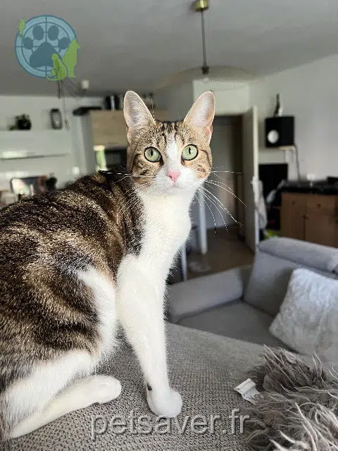 gata lost   31620 Castelnau-d'Estrétefonds Poupoune