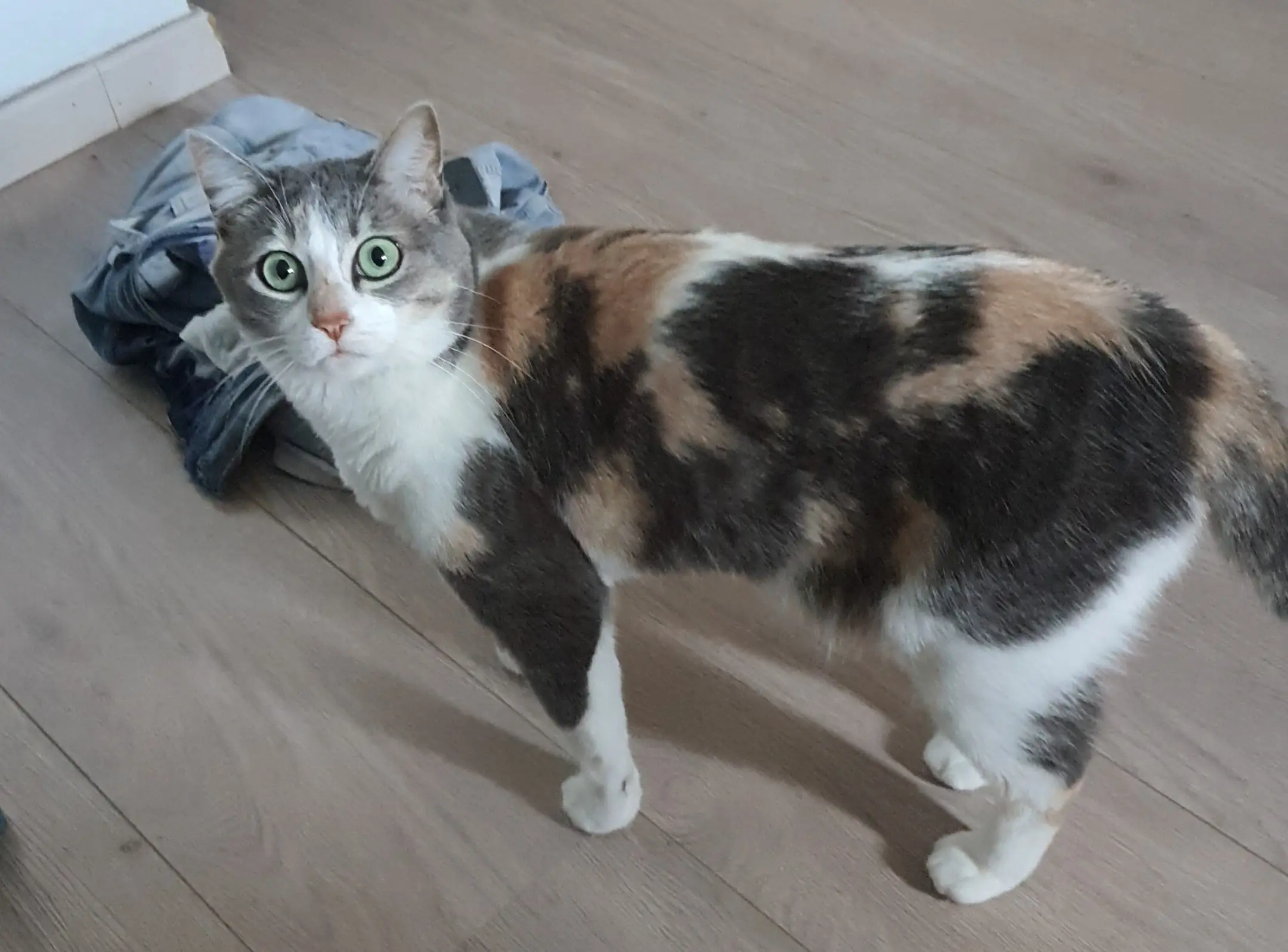 Chatte Perdue 31 Haute-Garonne - Praline Chatte Perdue 31 Haute-Garonne - Praline