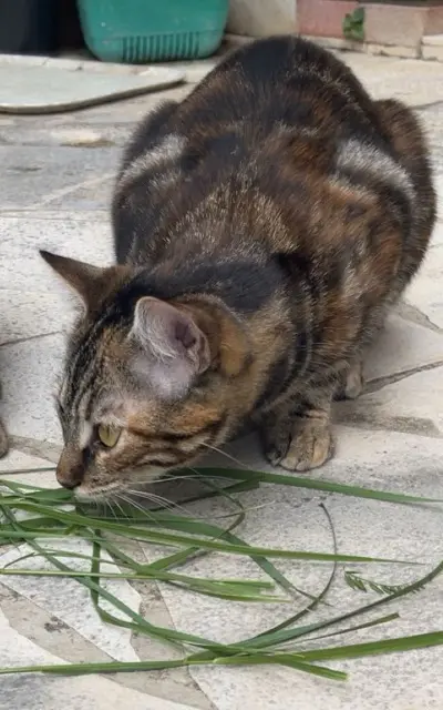 chatte lost   31120 Portet-sur-Garonne Princesse