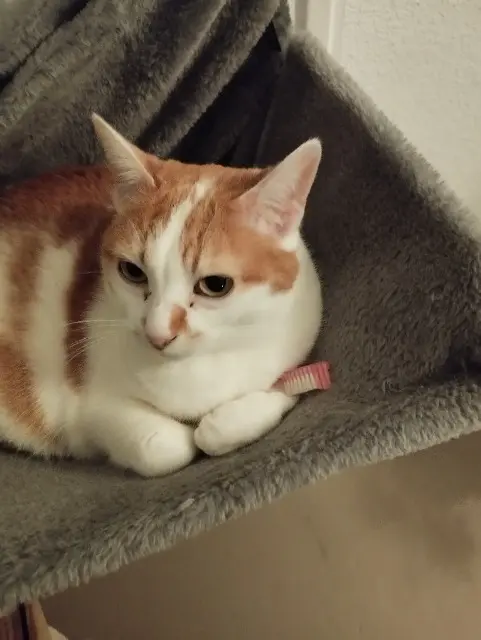 chatte lost   31270 Cugnaux Pussy