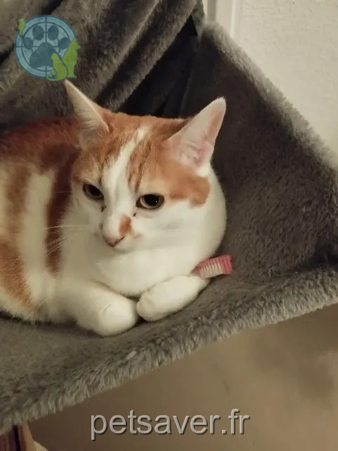 kat vermist 31270 Cugnaux Pussy kat lost 31270 Cugnaux Pussy