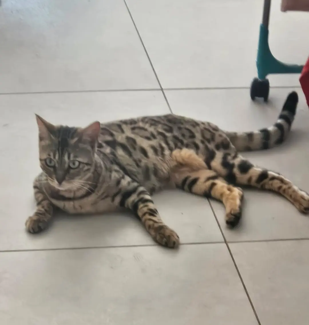 Chatte Perdue 31 Haute-Garonne - Rajah Chatte Perdue 31 Haute-Garonne - Rajah
