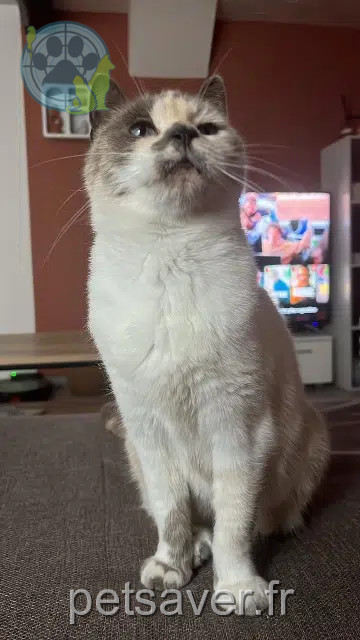 cat lost   31560 Calmont Rasta
