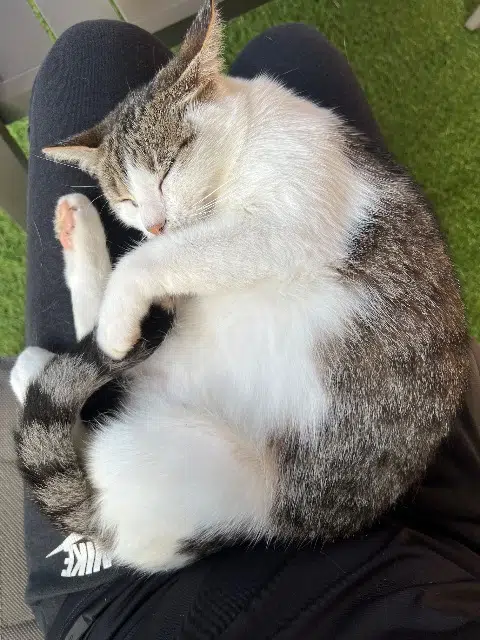 chatte lost   31620 Castelnau-d'Estrétefonds Rebelle