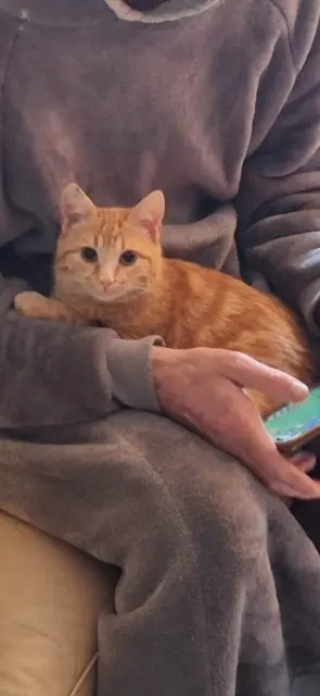 chatte lost   31220 Le Plan Rikki tikki