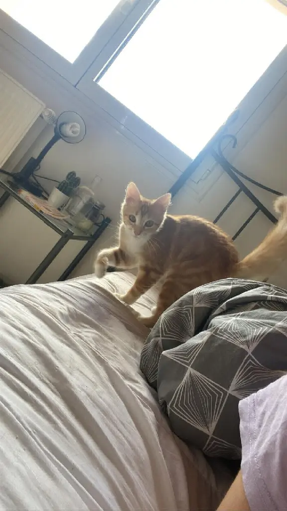 Chatte Perdue 31 Haute-Garonne - Roukie Chatte Perdue 31 Haute-Garonne - Roukie