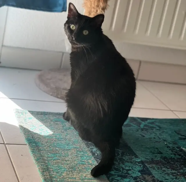 chatte lost   31410 Le Fauga Ruby