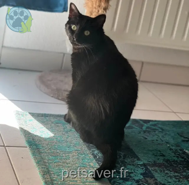 Katze vermisst 31410 Le Fauga Ruby Katze lost 31410 Le Fauga Ruby