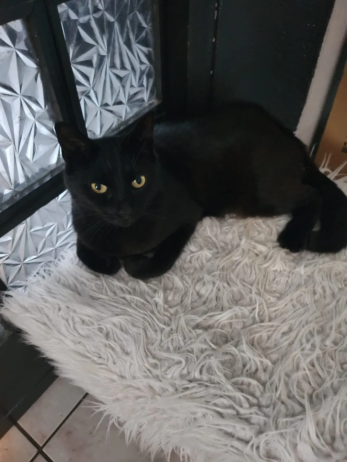 Chatte Perdue 31 Haute-Garonne - Ruby Chatte Perdue 31 Haute-Garonne - Ruby