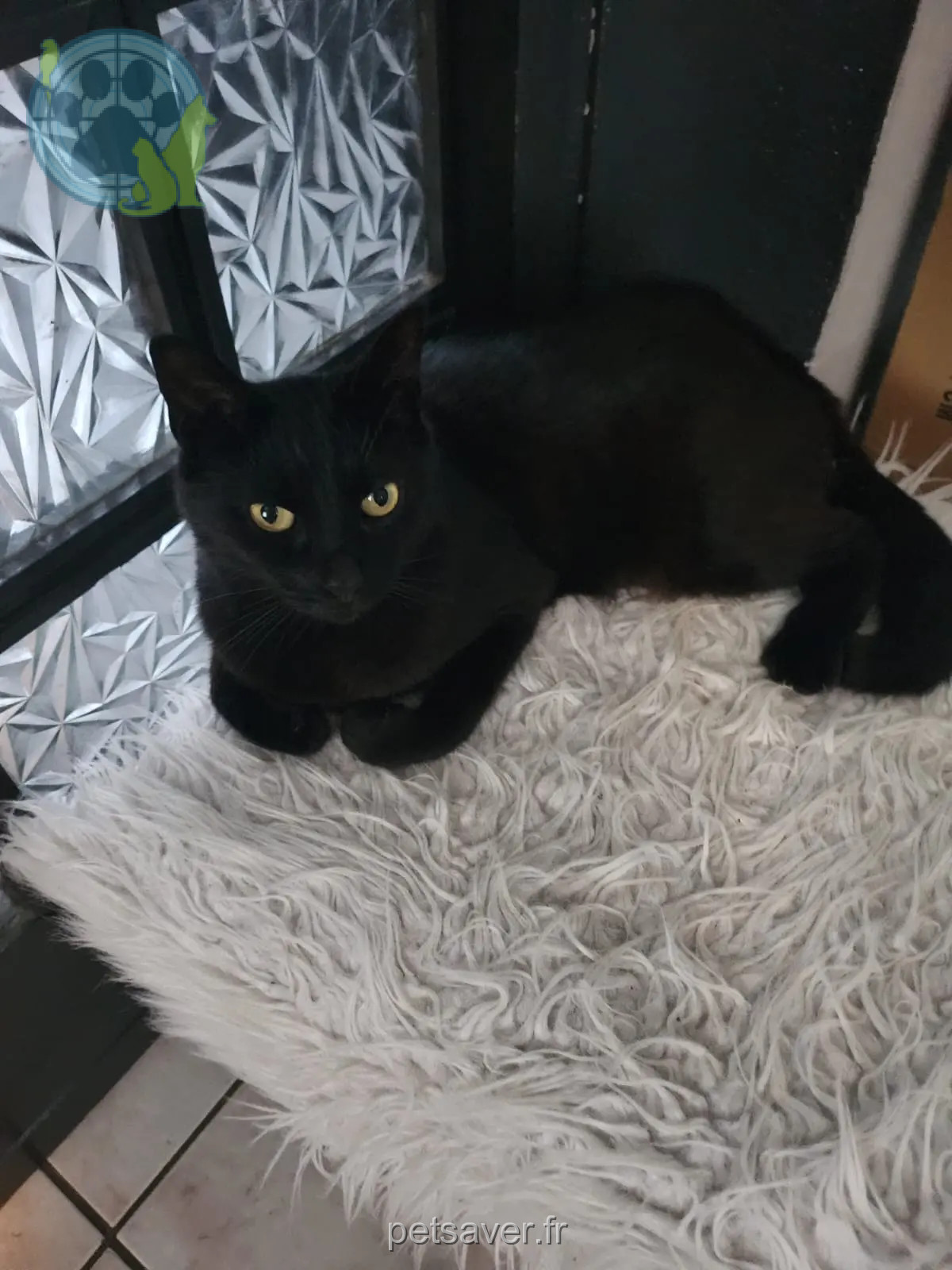 Chatte Perdue 31 Haute-Garonne - Ruby Chatte Perdue 31 Haute-Garonne - Ruby