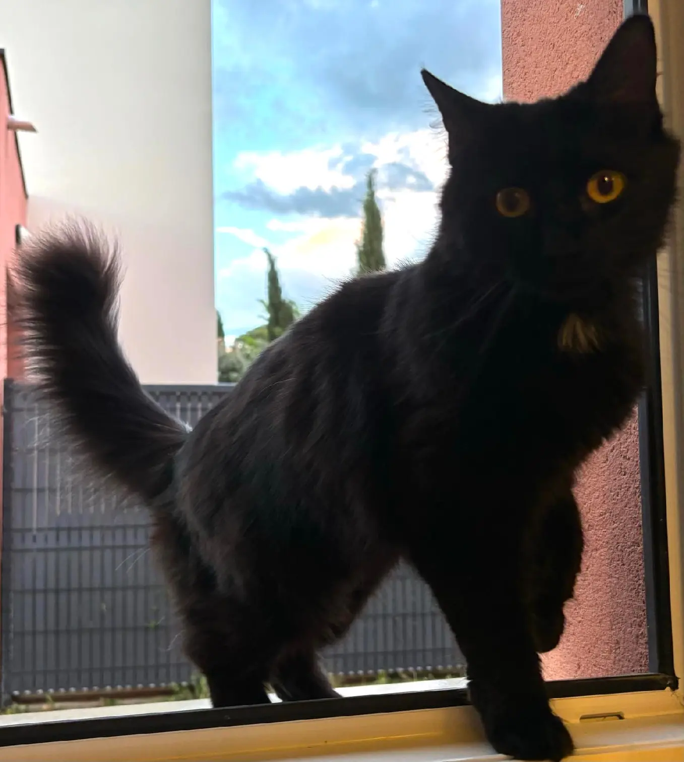 Chatte Perdue 31 Haute-Garonne - Ryuk Chatte Perdue 31 Haute-Garonne - Ryuk