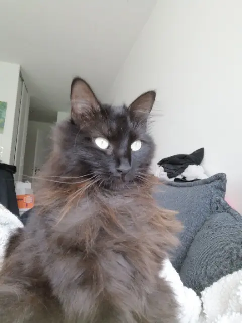 chatte lost   31170 Tournefeuille Sabah