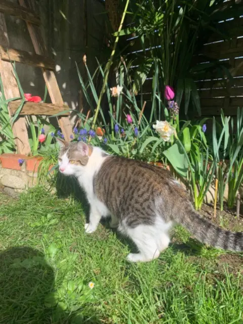 chatte lost   31520 Ramonville-Saint-Agne Sangria