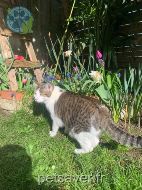 gata perdida 31520 Ramonville-Saint-Agne Sangria gata lost 31520 Ramonville-Saint-Agne Sangria