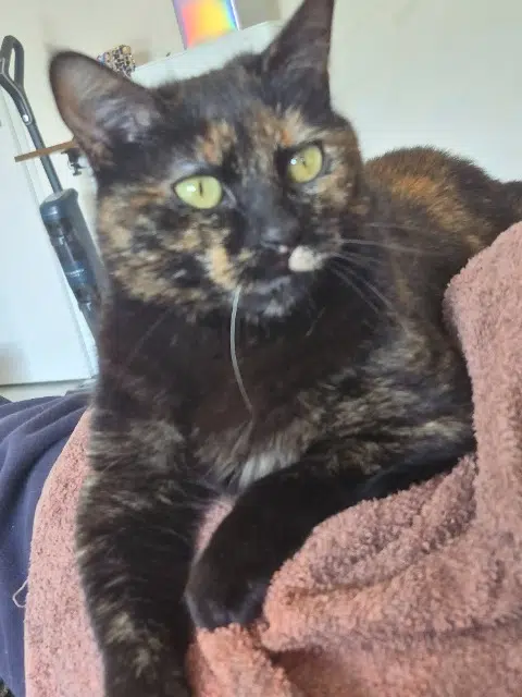 chatte lost   31750 Escalquens Saphyr