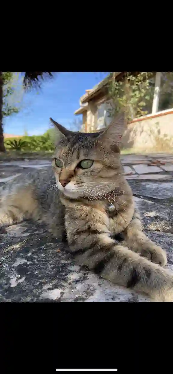 Chatte Perdue 31 Haute-Garonne - Scarlett Chatte Perdue 31 Haute-Garonne - Scarlett