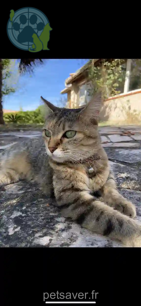 Chatte Perdue 31 Haute-Garonne - Scarlett Chatte Perdue 31 Haute-Garonne - Scarlett