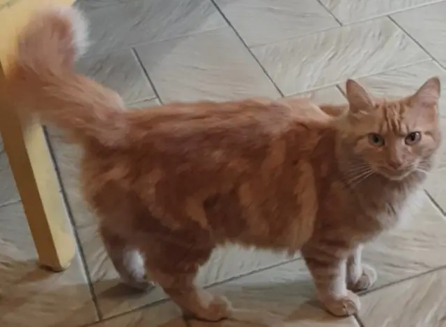 cat lost 31770 Colomiers Simba cat lost 31770 Colomiers Simba