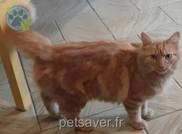 kat vermist 31770 Colomiers Simba kat lost 31770 Colomiers Simba