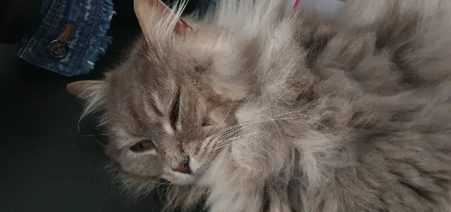 chatte lost   31420 Aulon Simone