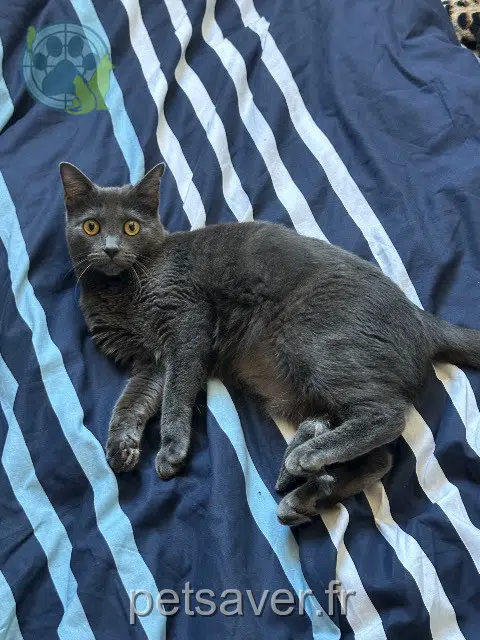chatte lost   31110 Bagnères-de-Luchon Sky