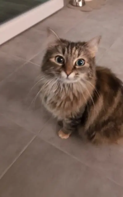 chatte lost   31600 Muret Snowbell