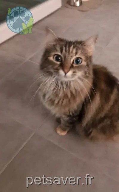 gata perdida 31600 Muret Snowbell gata lost 31600 Muret Snowbell
