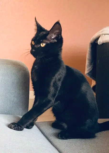 chatte lost   31380 Gragnague Soda