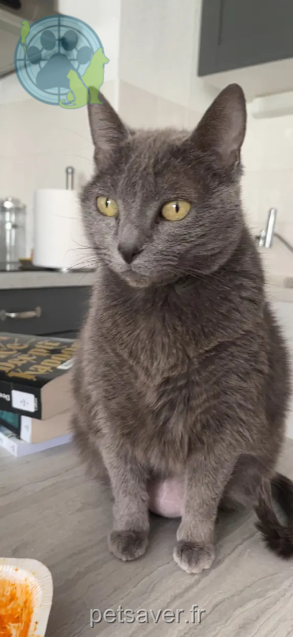 Chatte Perdue 31 Haute-Garonne - Sophie Chatte Perdue 31 Haute-Garonne - Sophie