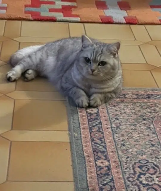 chatte lost   31770 Colomiers Sotchi