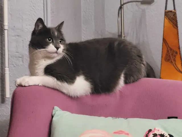 chatte lost   31800 Saint-Gaudens Spinoza