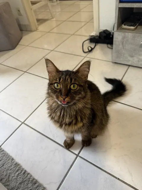 chatte lost   31770 Colomiers Spockette