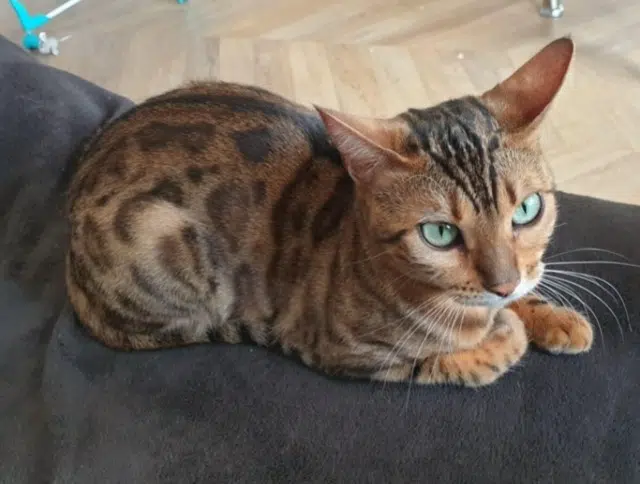 chatte lost   31770 Colomiers Suki