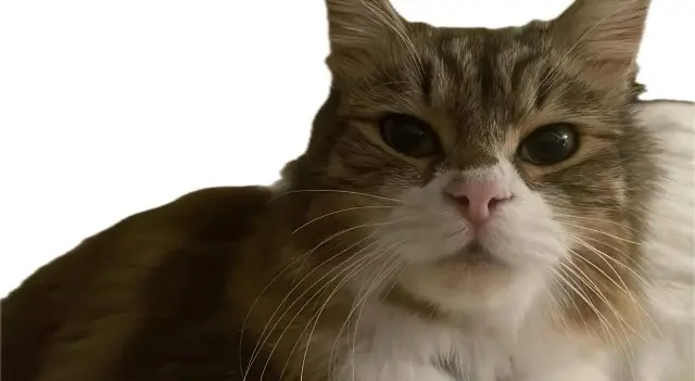 chatte lost   31140 Saint-Alban SUN