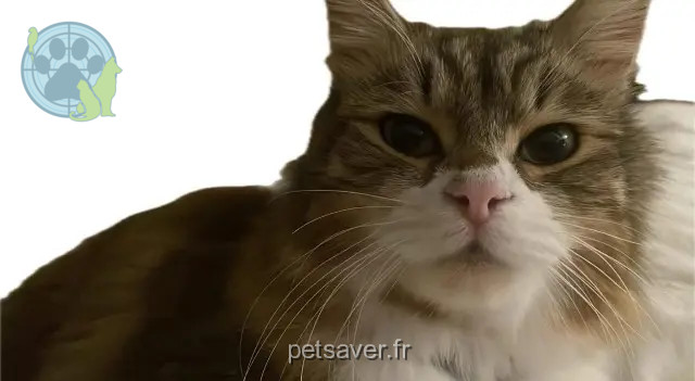 chatte perdue 31140 Saint-Alban SUN chatte lost 31140 Saint-Alban SUN